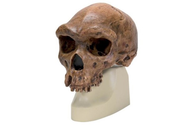 replika czaszki homo rhodesiensis (broken hillÿ woodward, 1921) - 1001297 [vp754/1] 3b scientific modele anatomiczne 2